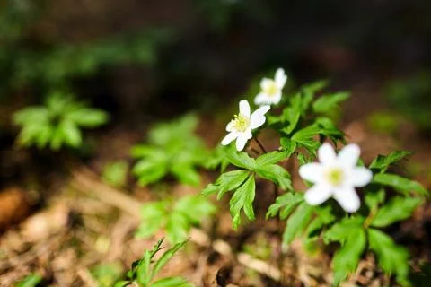 The first spring flowers in the forest - white snowdrops Stock Photos