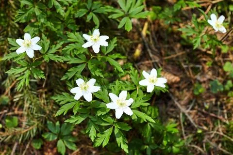 The first spring flowers in the forest - white snowdrops Stock Photos