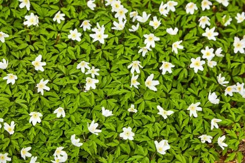 The first spring flowers in the forest - white snowdrops Stock Photos