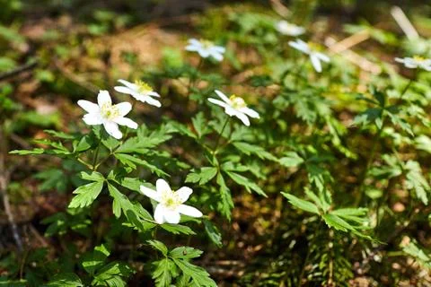 The first spring flowers in the forest - white snowdrops Stock Photos