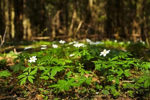 The first spring flowers in the forest - white snowdrops Stock Photos