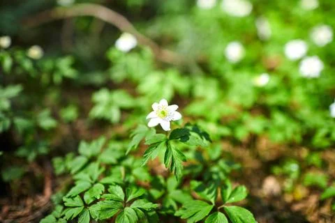 The first spring flowers in the forest - white snowdrops Stock Photos