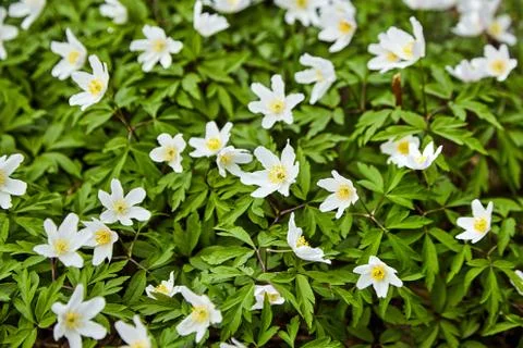 The first spring flowers in the forest - white snowdrops Stock Photos