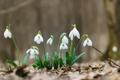The first spring flowers Galanthus from the forest of Crimea in early spring Stock Photos