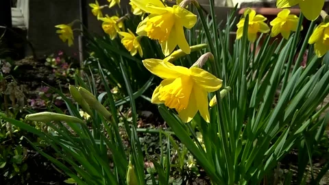First spring flowers in the garden yellow daffodils, timelapse Video stock 151891760