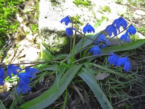 First Spring Flowers growing in the forest Stock Photos