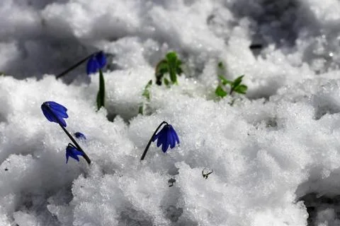 First Spring Flowers growing in the forest Stock Photos