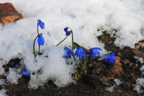 First Spring Flowers growing in the forest Foto stock