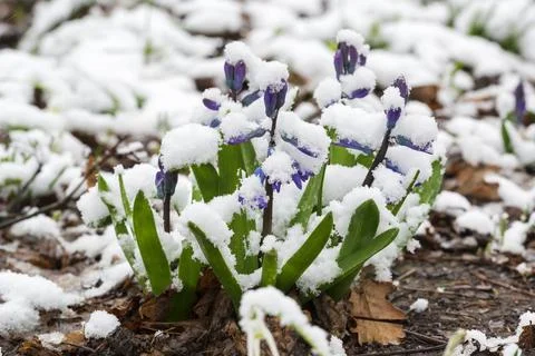 First spring flowers growing through the snow. 스톡 사진
