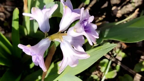 The first spring flowers, hyacinths, close-up of beautiful flowers bloomed Stock Footage 185717721