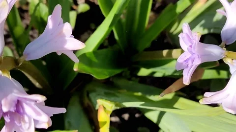 The first spring flowers, hyacinths, close-up of beautiful flowers bloomed Stock-Footage 185717997