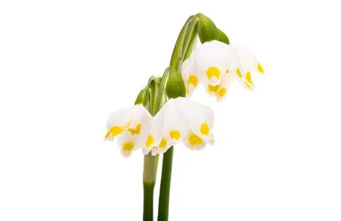 First spring flowers isolated Stock Photos
