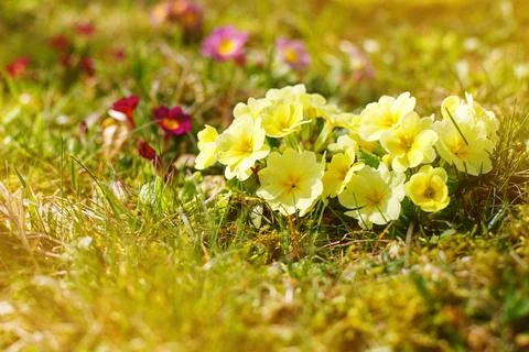 First spring flowers in the meadow. spring mood Stock-Fotos
