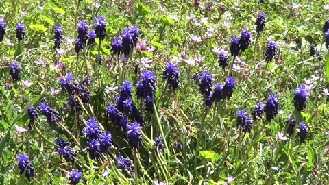 First spring flowers mouse hyacinth Stock Footage 329615751