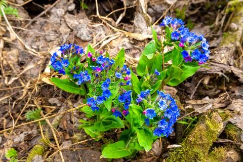 The first spring flowers that paint forests and meadows in blue and purple co Stock Photos