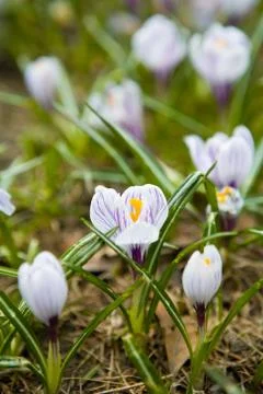 First spring flowers Foto stock