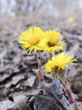 The first spring flowers. 库存照片