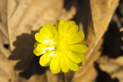 First spring flowers Stock Photos