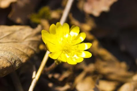 First spring flowers Stock Photos