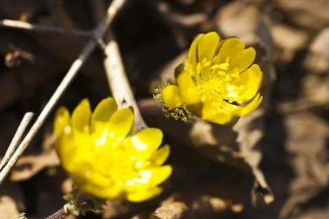 First spring flowers Stock Photos