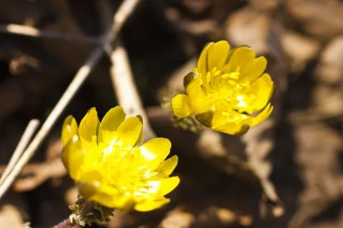First spring flowers Stock Photos