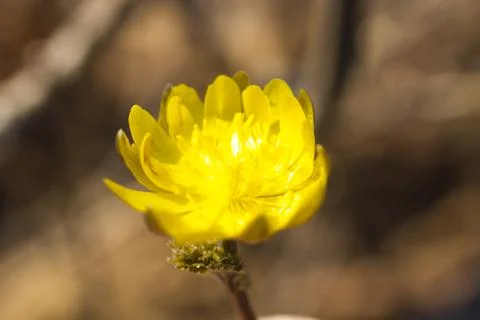 First spring flowers Stock Photos