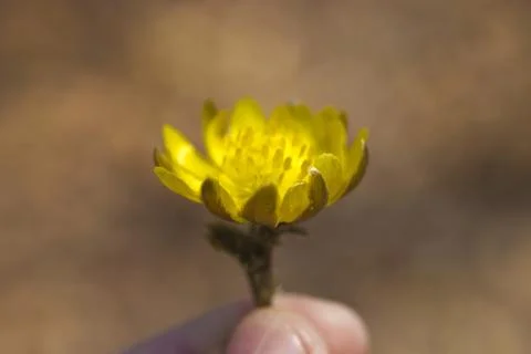 First spring flowers Stock Photos