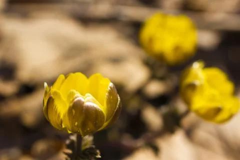First spring flowers Stock Photos