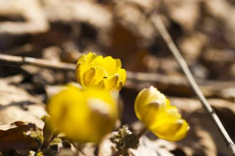 First spring flowers Stock Photos
