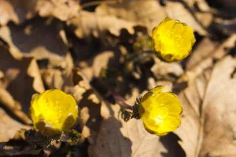 First spring flowers Stock Photos