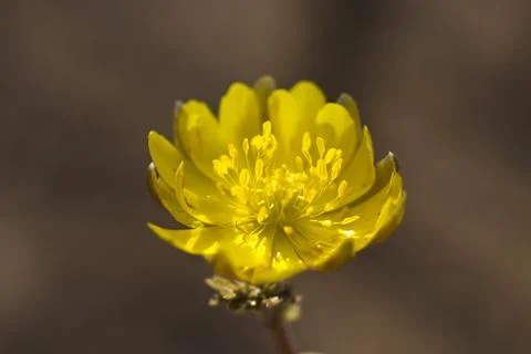 First spring flowers Stock Photos