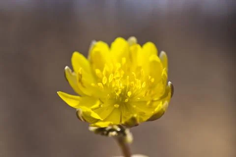 First spring flowers Stock Photos