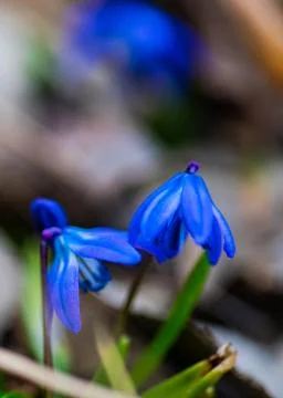 First spring flowers Stock-Fotos