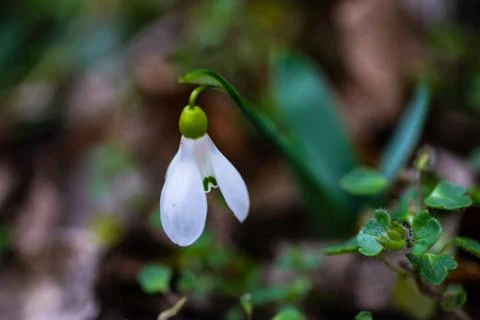 First spring flowers Stock Photos