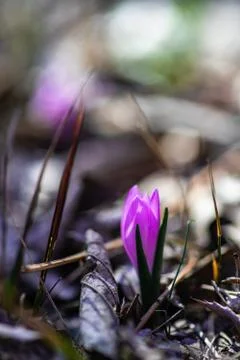 First spring flowers Stock Photos