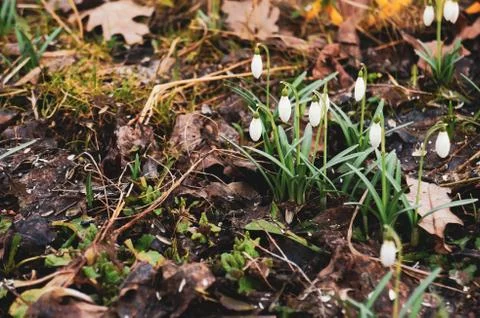 First spring flowers Stock Photos