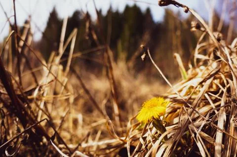 The first spring flowers Stock Photos