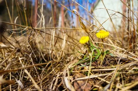 The first spring flowers Stock Photos