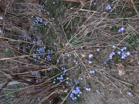 The first spring flowers Stock Photos