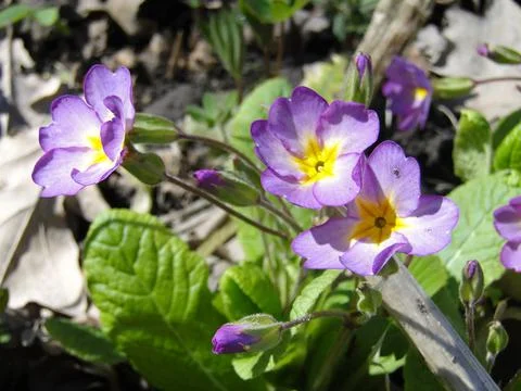 The first spring flowers Stock Photos
