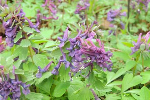 First spring flowers Stock Photos