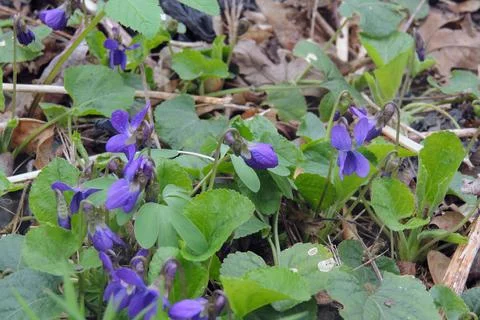 First spring flowers Stock Photos