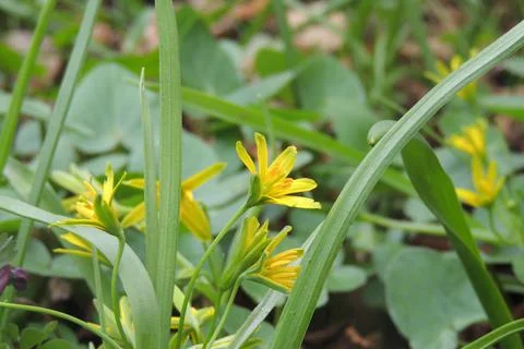 First spring flowers Foto stock
