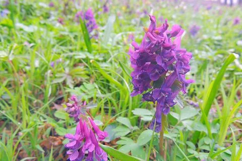 First spring flowers Foto stock