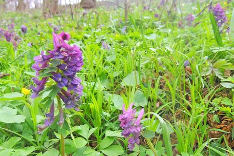 First spring flowers Stock Photos