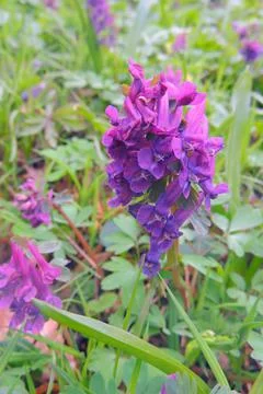 First spring flowers Stock Photos