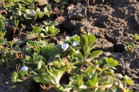 First spring flowers Stock Photos