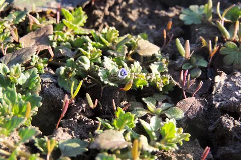 First spring flowers Foto stock