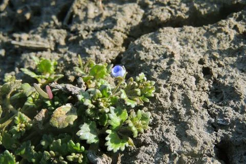 First spring flowers Stock Photos