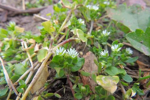 First spring flowers Stock-Fotos